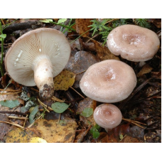 Мицелий Млечника блеклого / Млечник вялый ( Lactarius vietus)